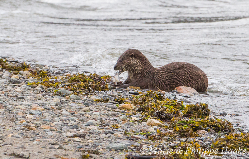 Loutre 8040.jpg - Loutre d'Europe, Lutra Lutra (Storfjorden, Norvège, juin 2012)